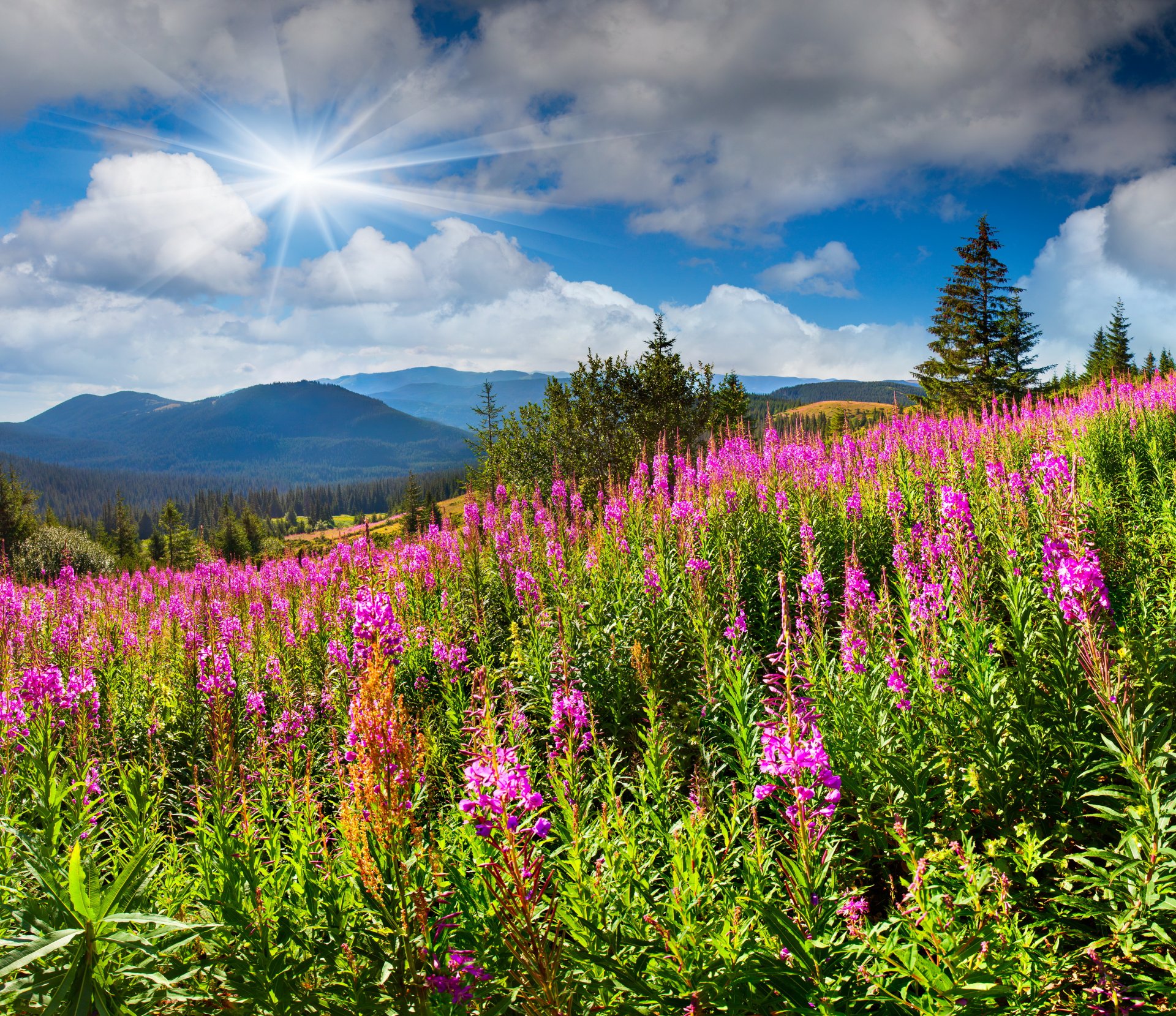 naturaleza paisaje montañas hierba prados flores cielo sol