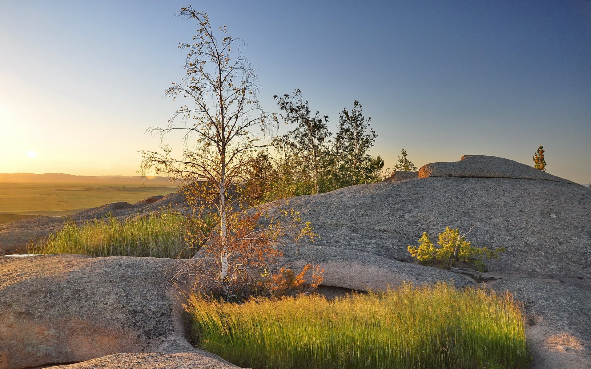 tree sunset landscape