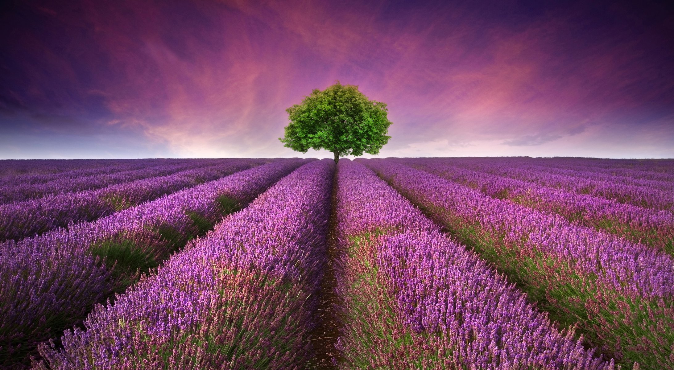 campo árbol lavanda puesta de sol