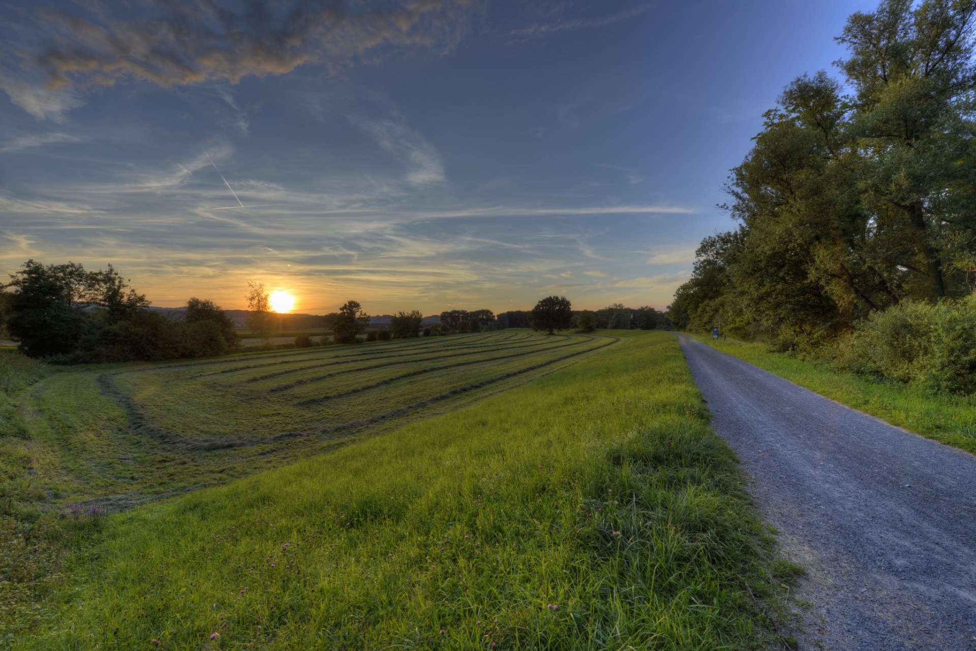 the field tree sunset road