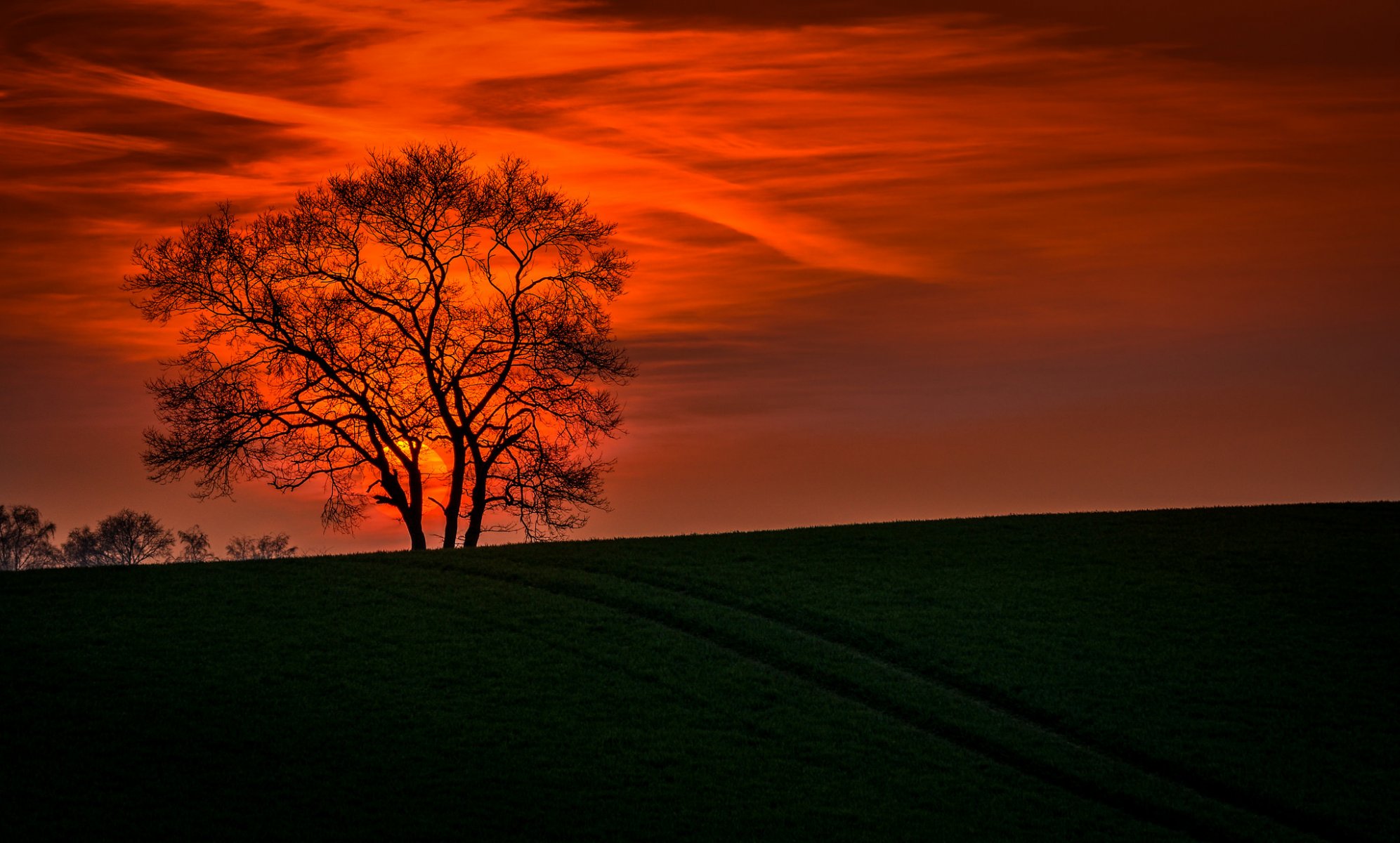 paesaggio natura tramonto cielo albero rami