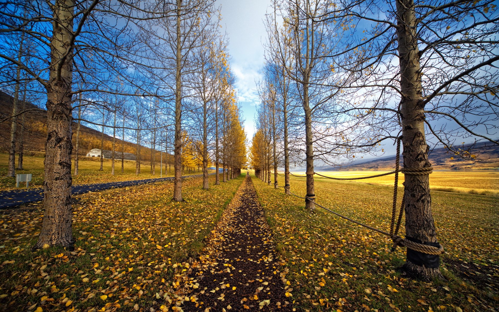 straße herbst natur