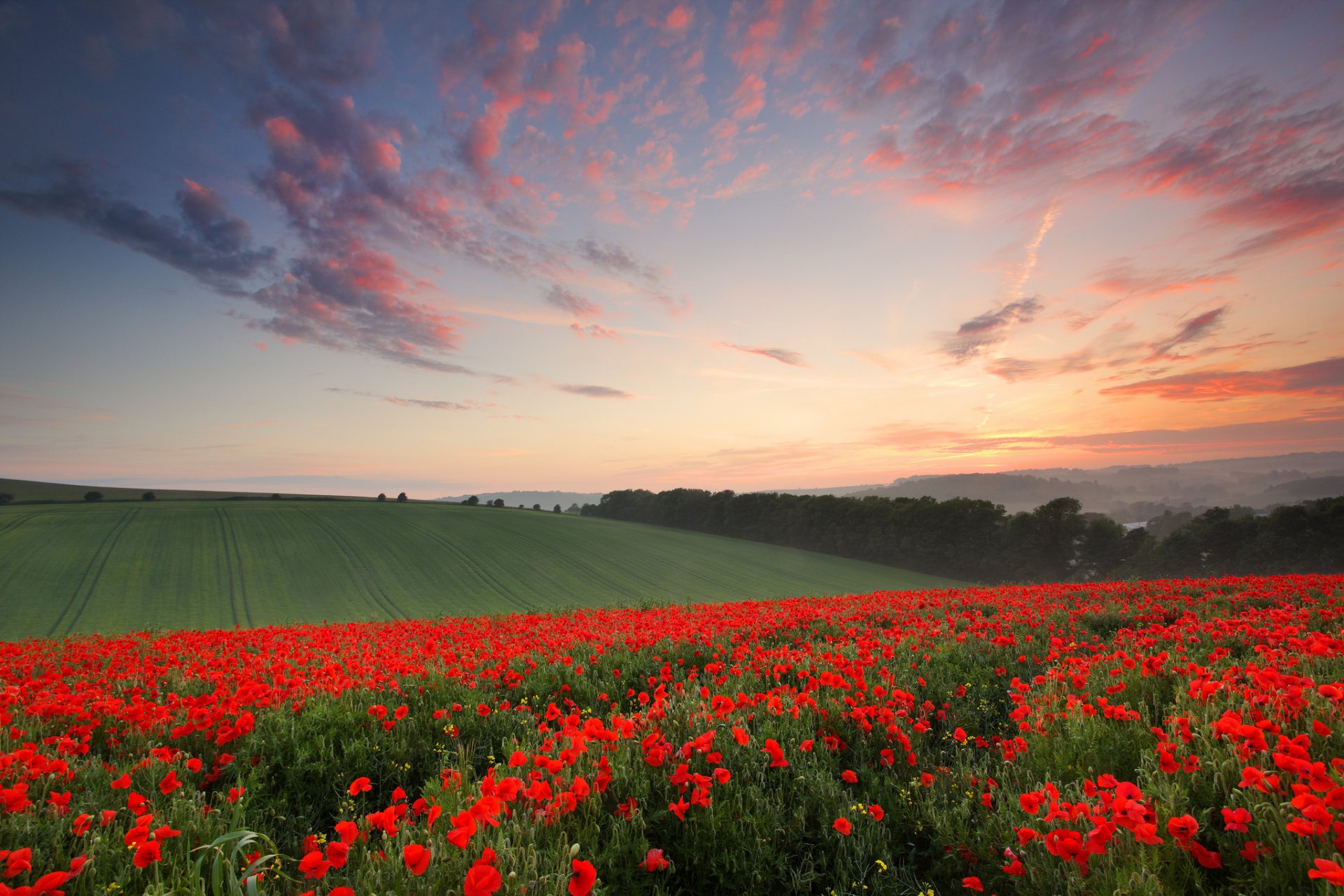 inglaterra condado de sussex sussex verano junio tarde campos flores amapolas