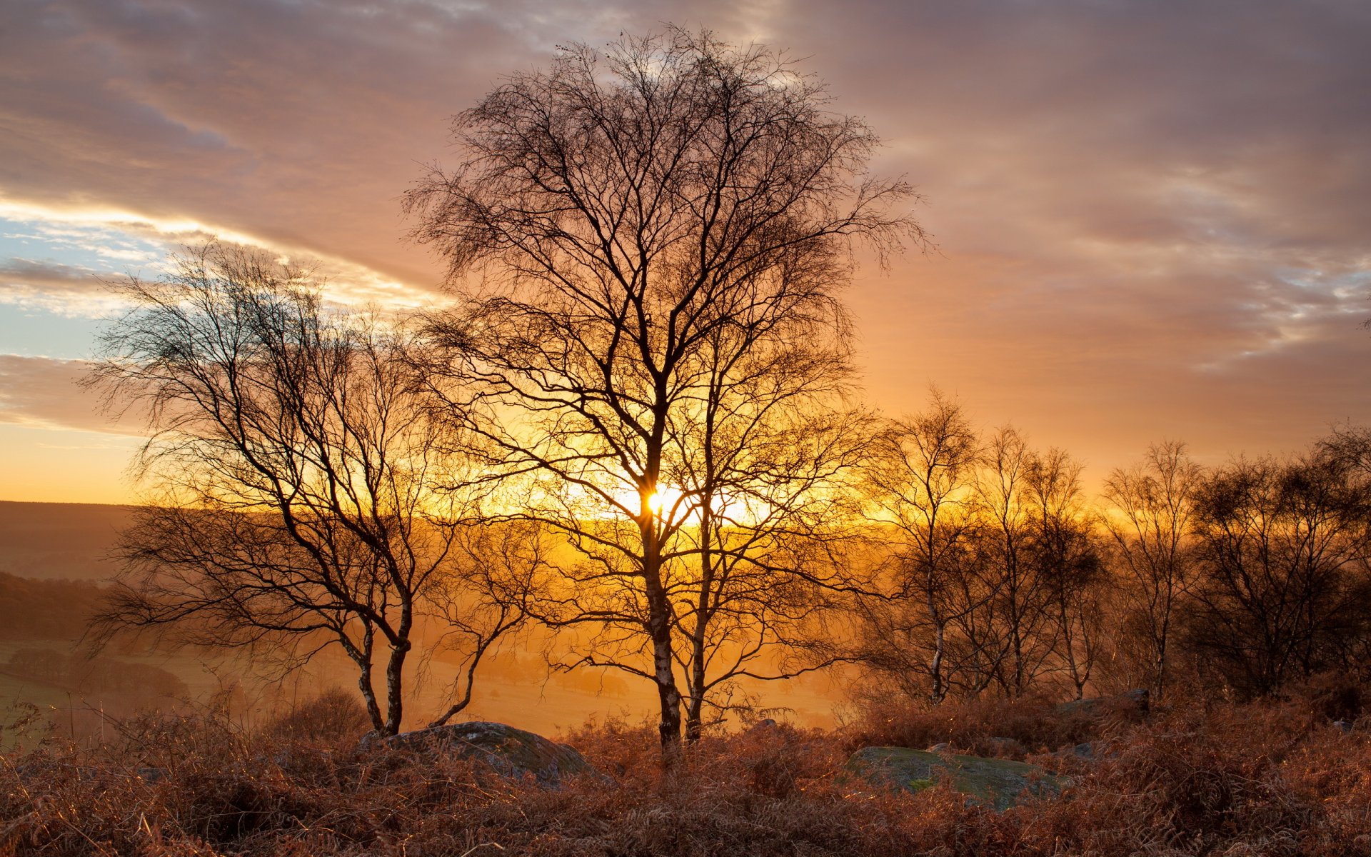 betulle dorate gardom edge peak district regno unito paesaggio luce