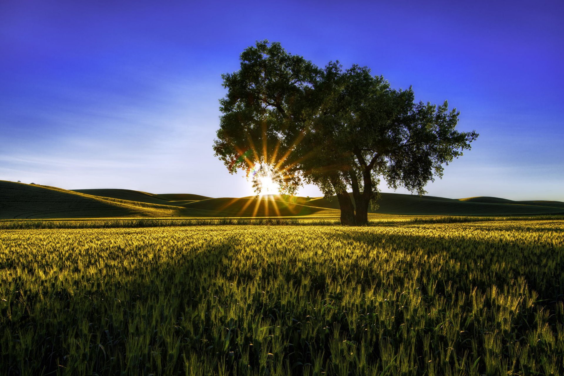 feld sommer baum sonne strahlen natur