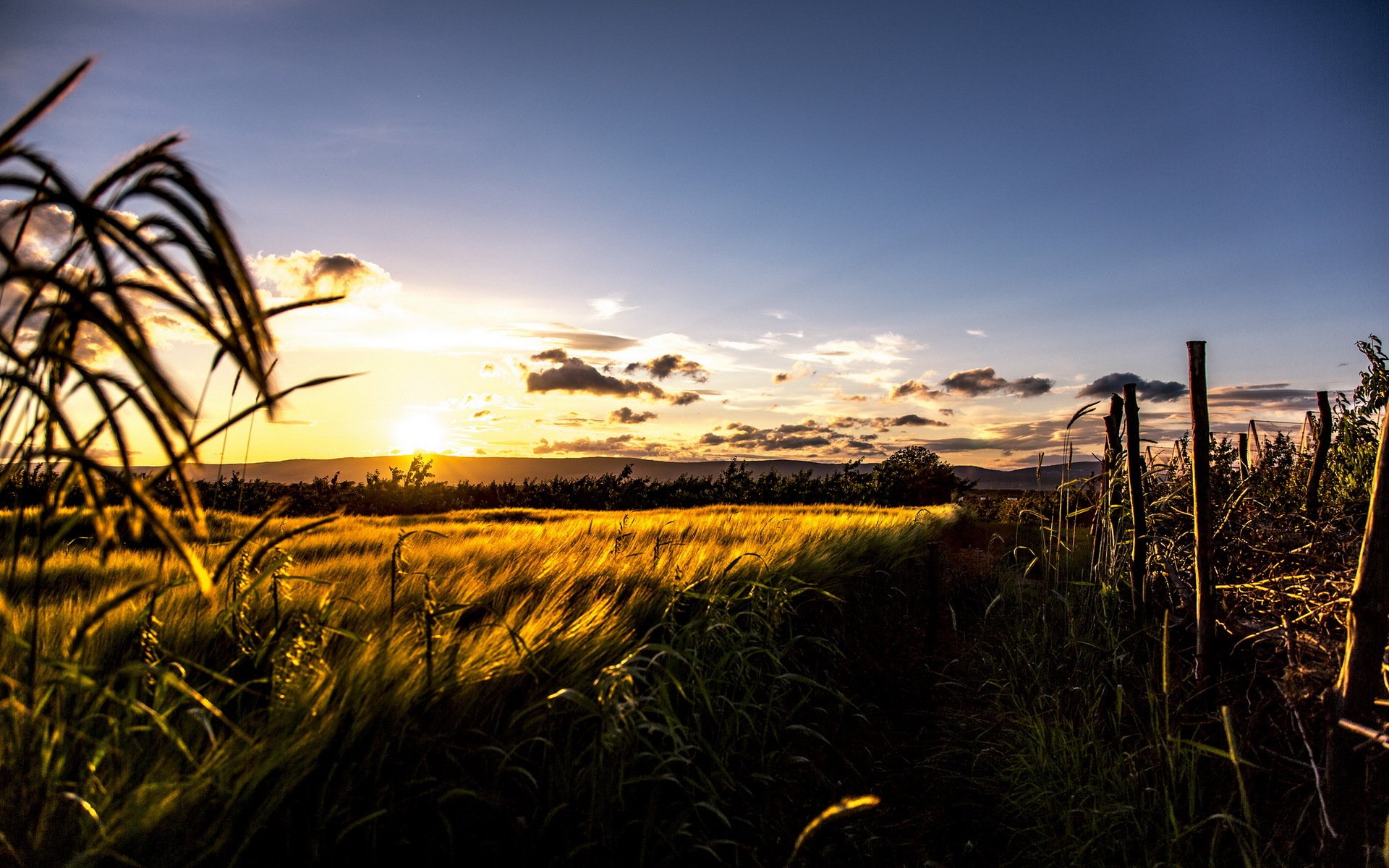 champ coucher de soleil paysage