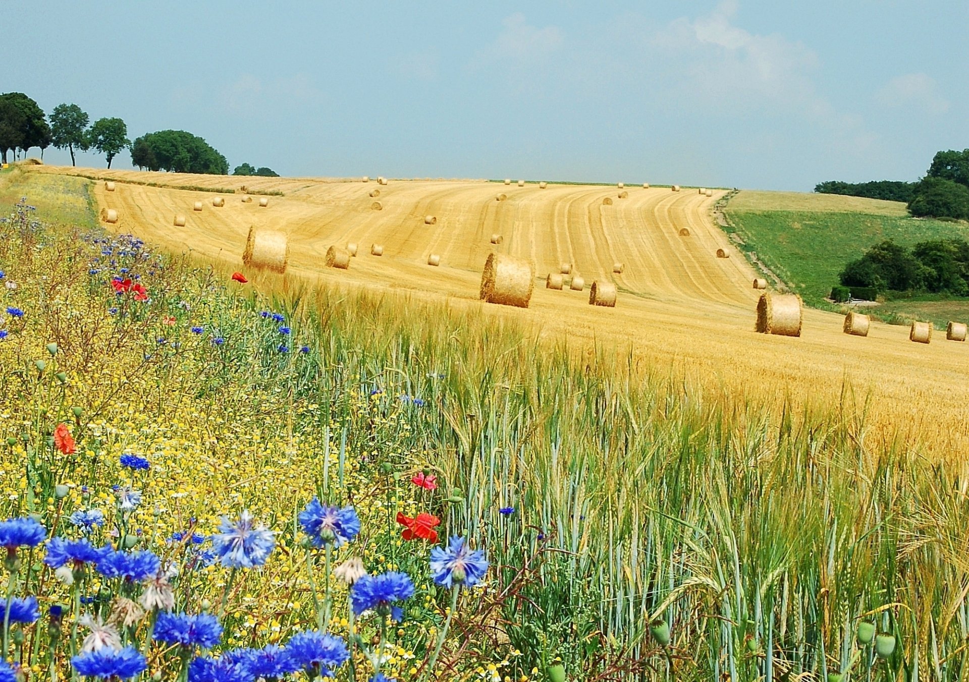 the field rolls flower