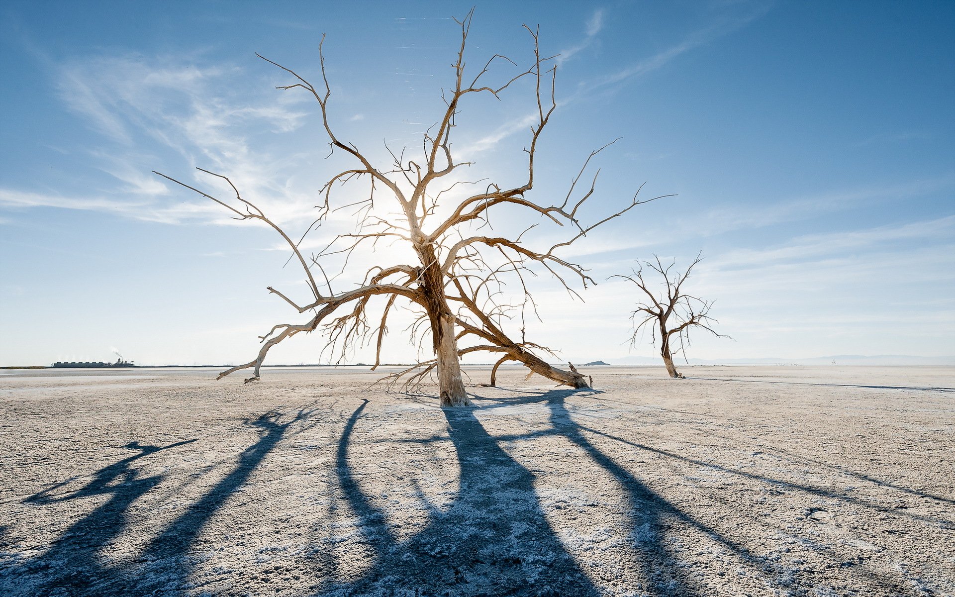 feld baum landschaft