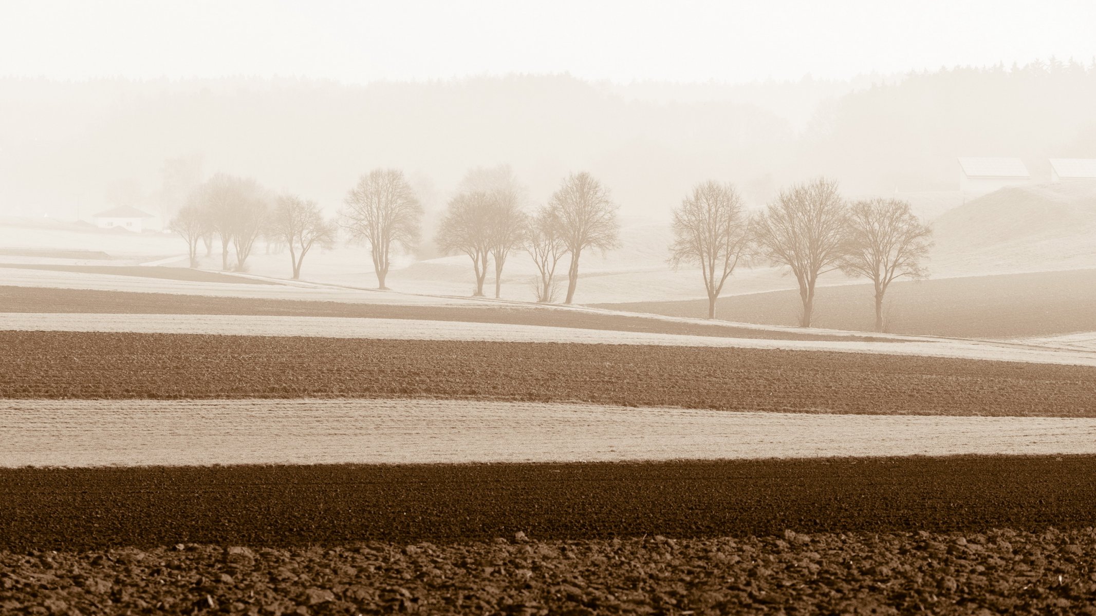 campo árboles niebla mañana paisaje