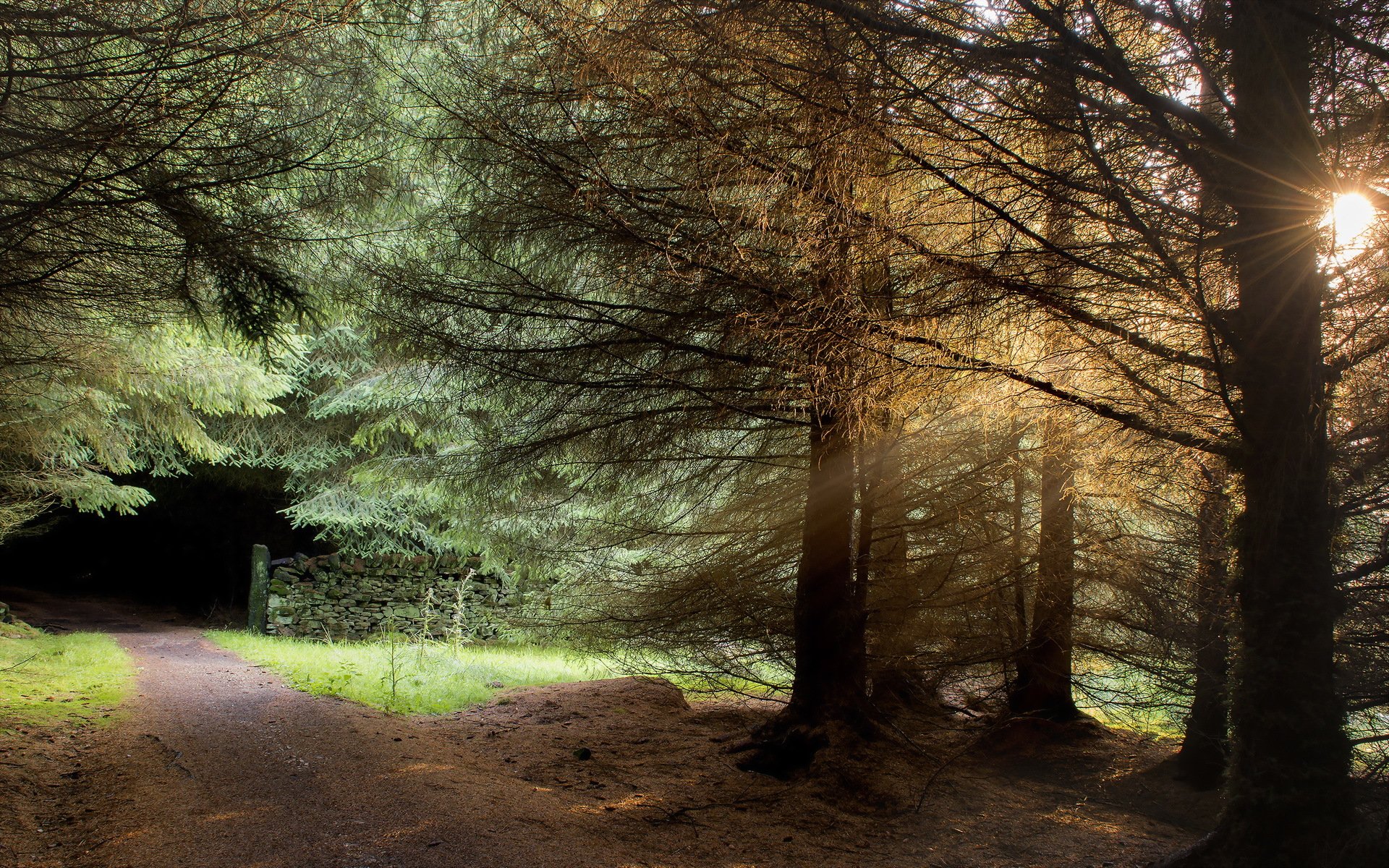 straße bäume licht landschaft