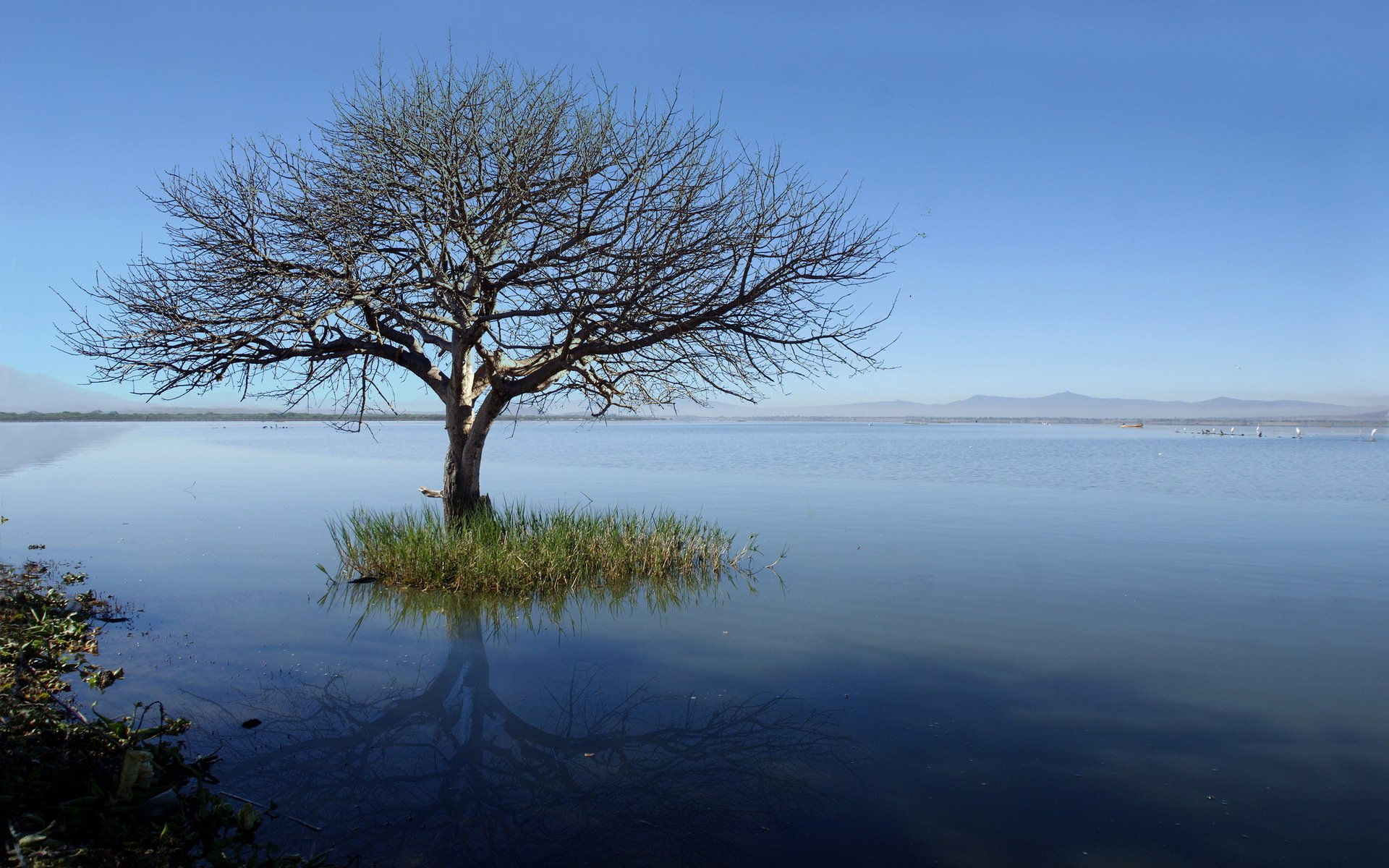 lago albero paesaggio