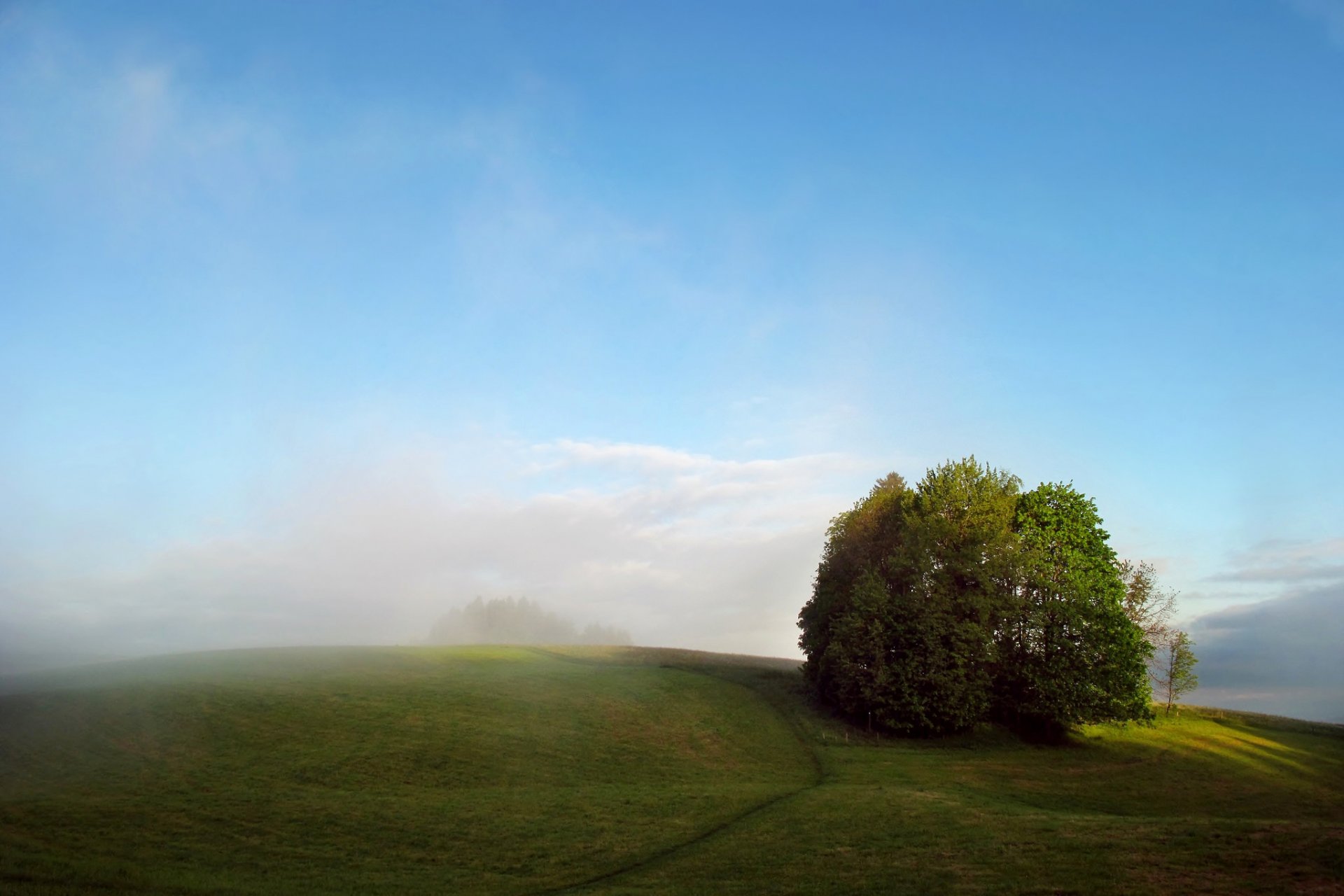 campo alberi nebbia estate