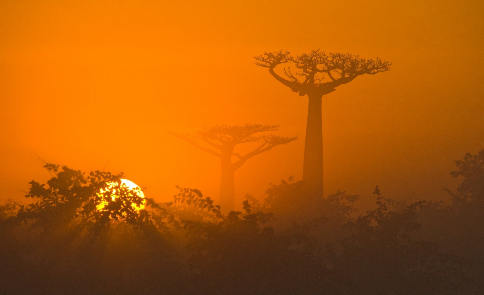 africa savana natura alberi