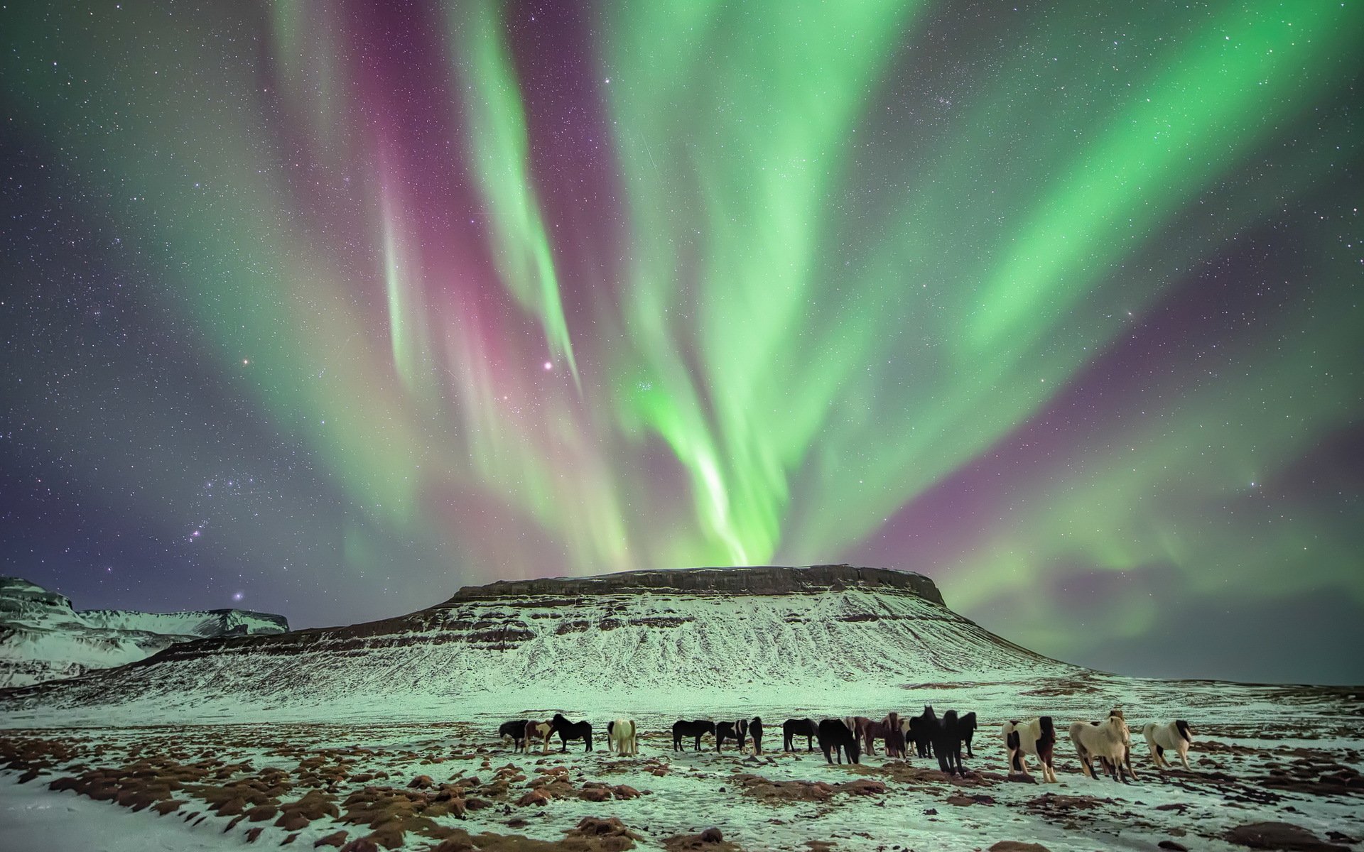 the field horses lights landscape