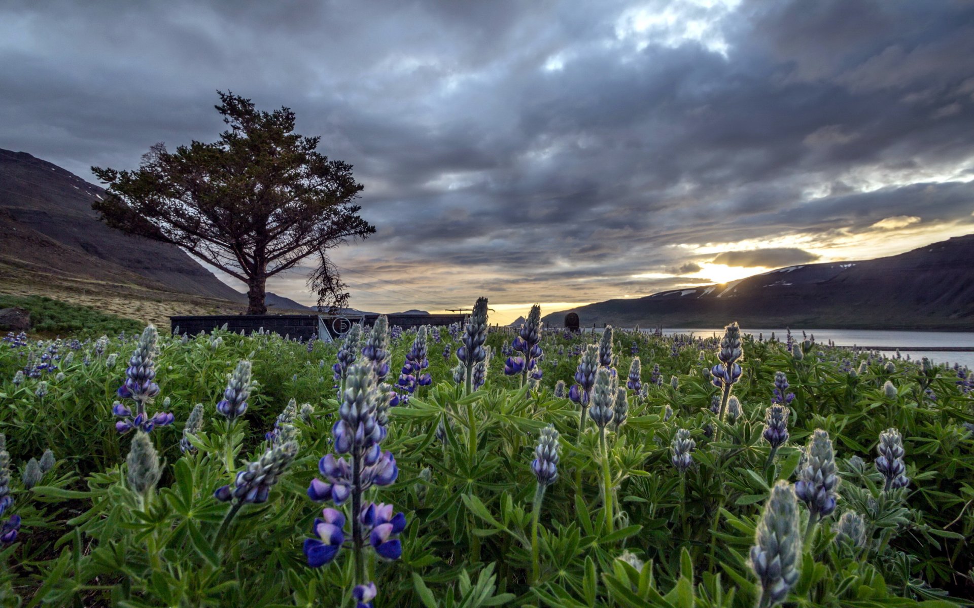 dýrafjörður islande paysage