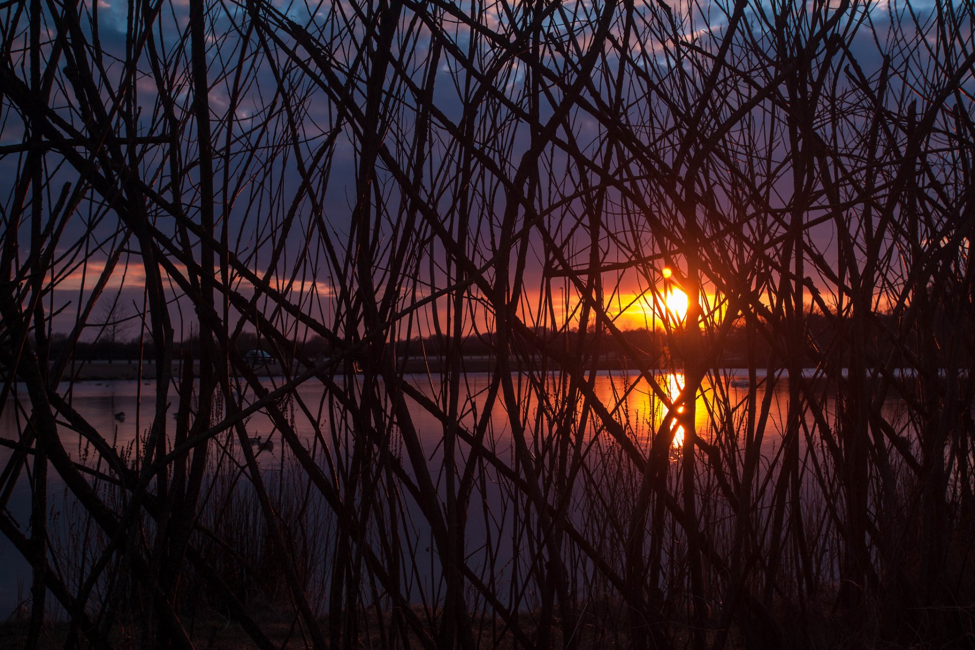 alberi rami sole tramonto