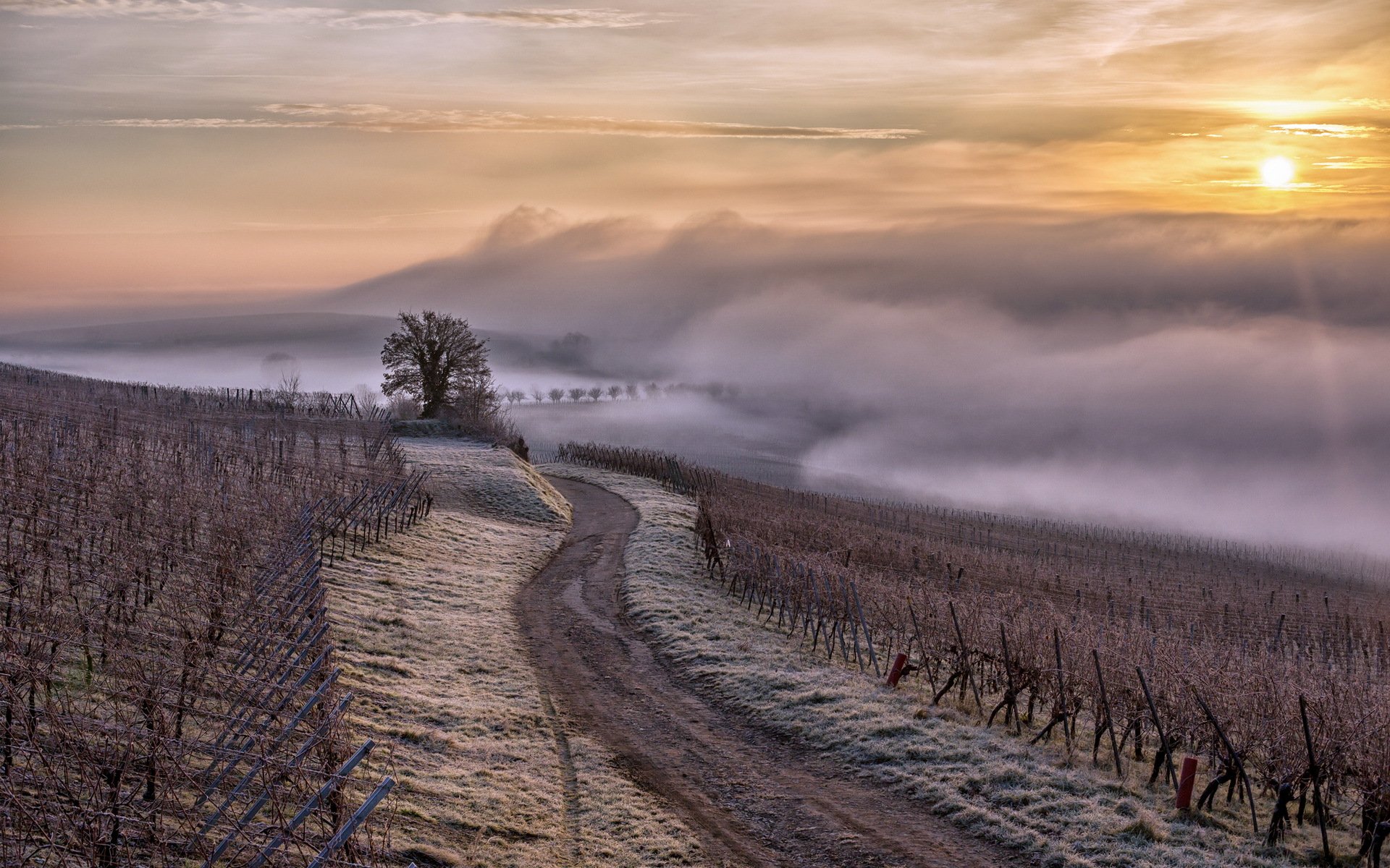 alsacia région alsace francia vigne brouillard haze