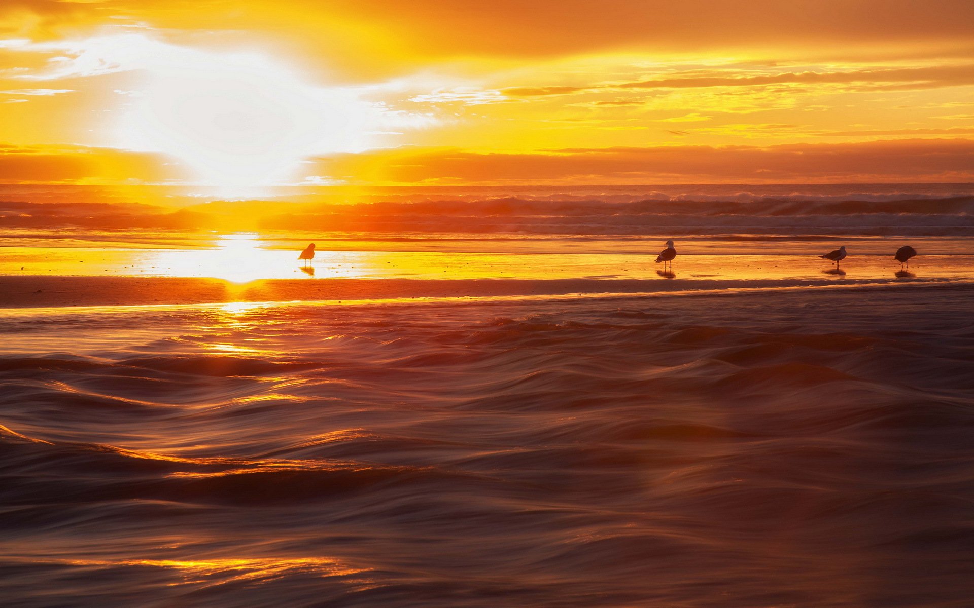 coucher de soleil mer oiseaux paysage