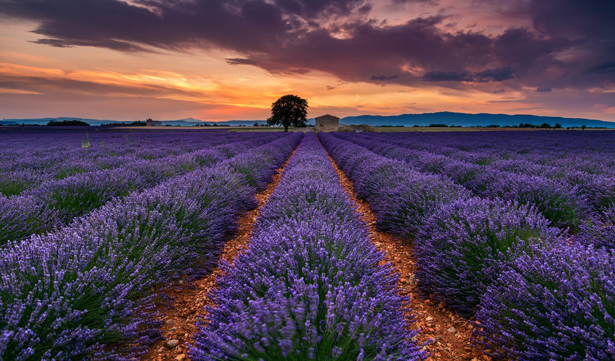 france provence été juillet champ lavande fleurs arbre ciel nuages