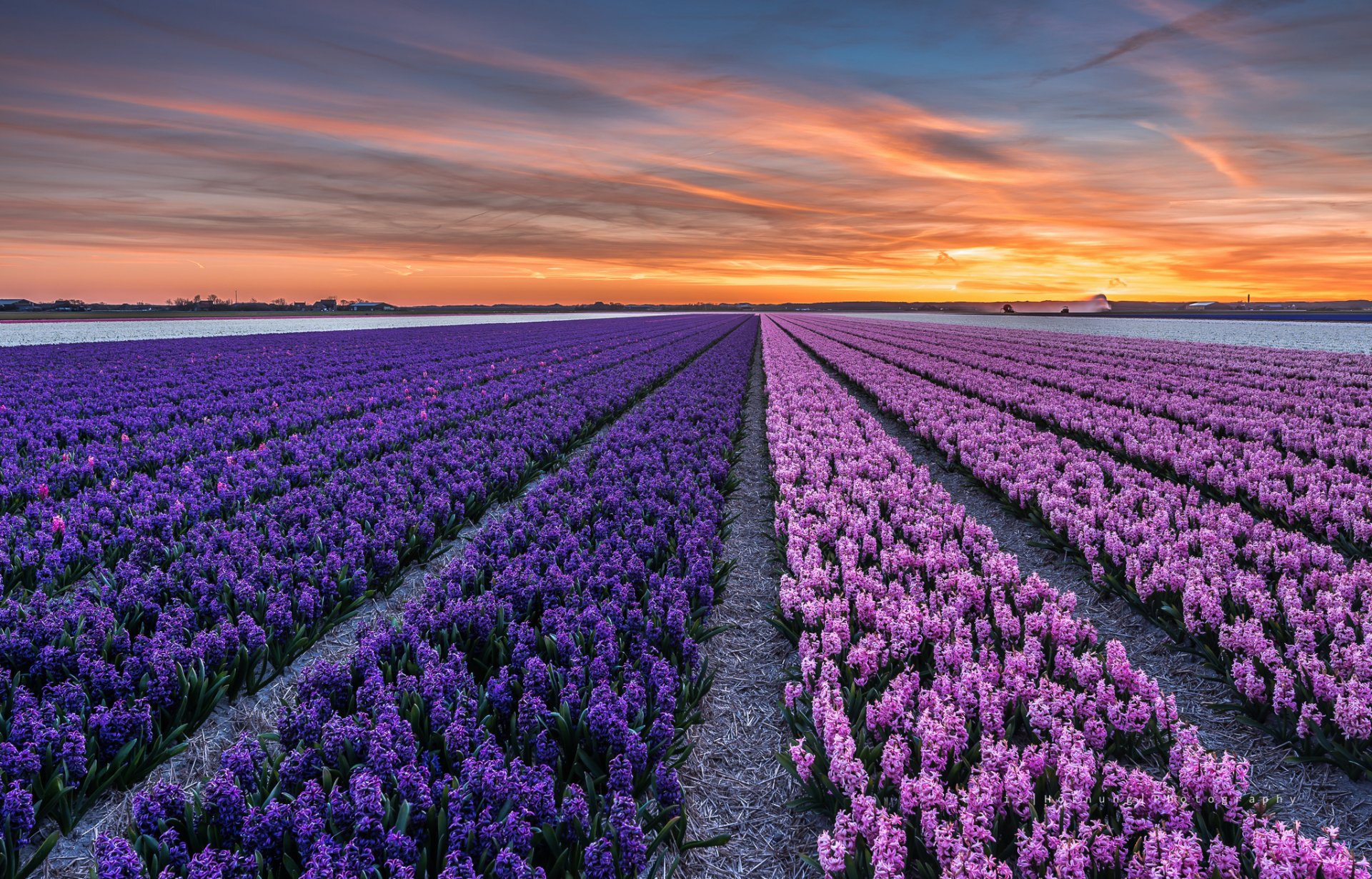 the netherlands province north holland town callantsoog night sunset the field flower