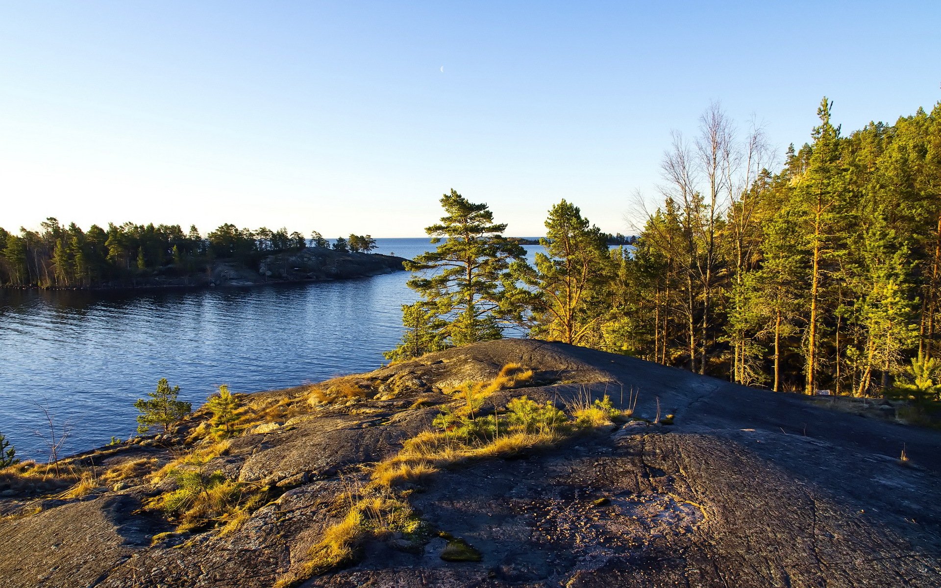 ea tree nature landscape