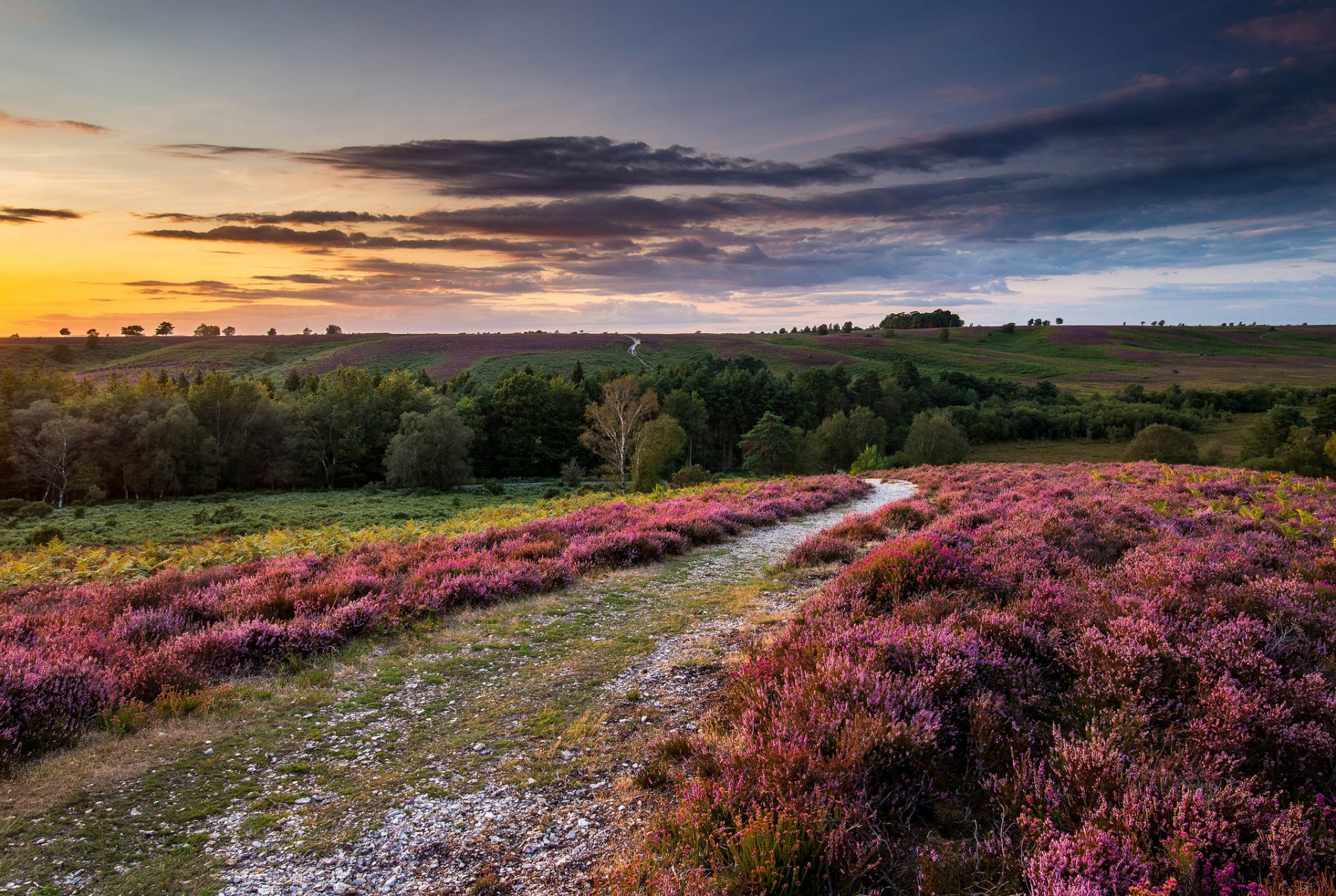 inglaterra reino unido naturaleza brezo flores colinas campos árboles puesta de sol nubes cielo paisaje