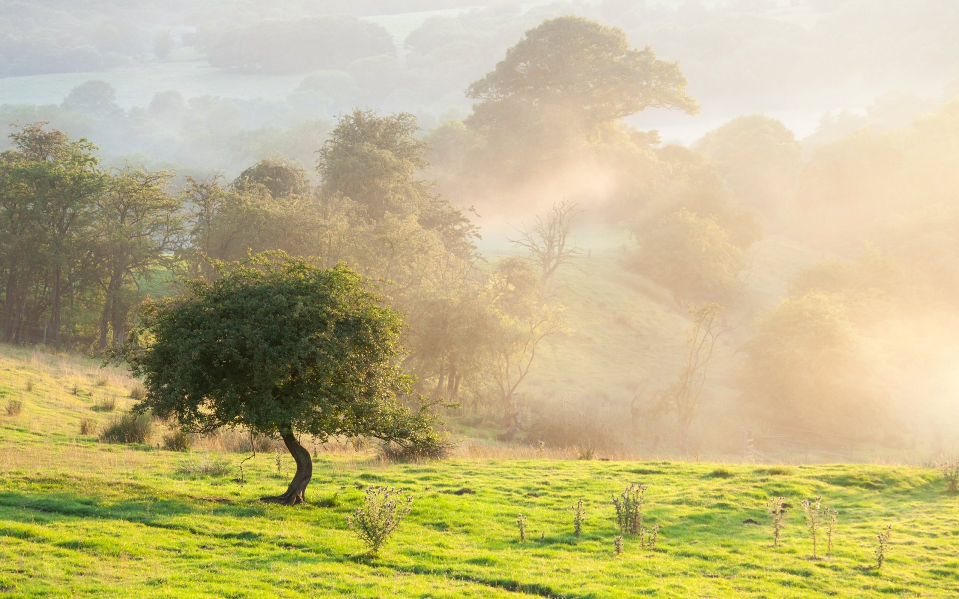 morning summer the field tree fog nature landscape beauty