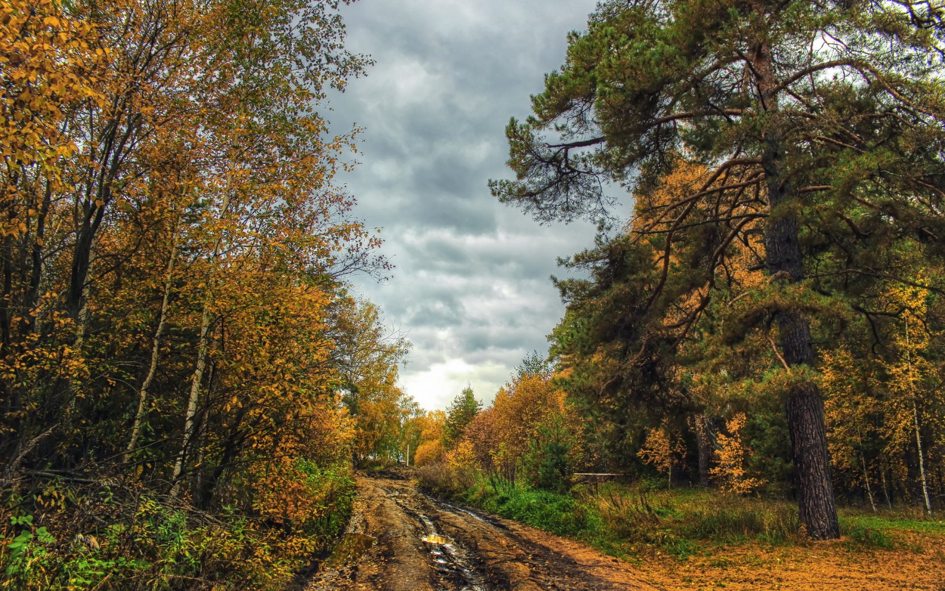 road autumn landscape