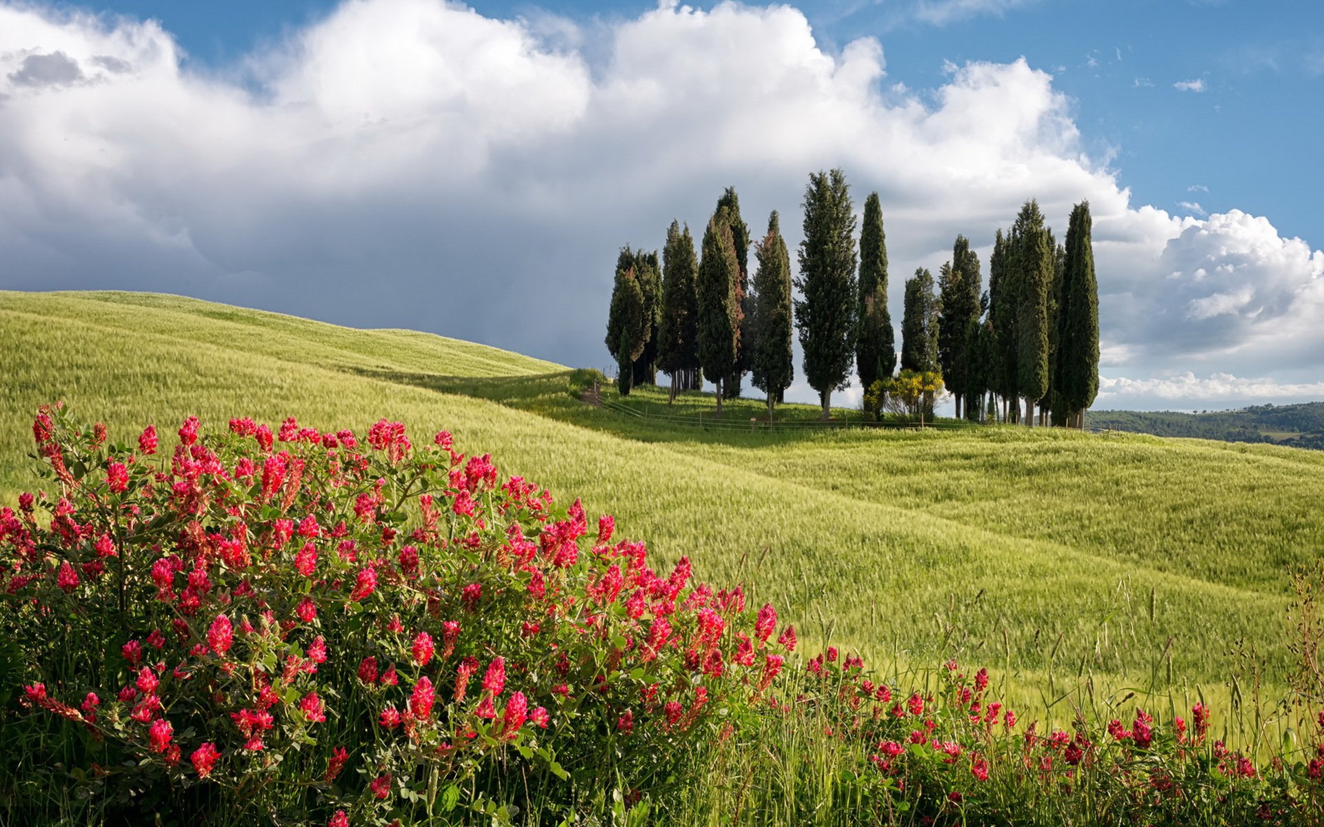 campo árboles flores verano paisaje