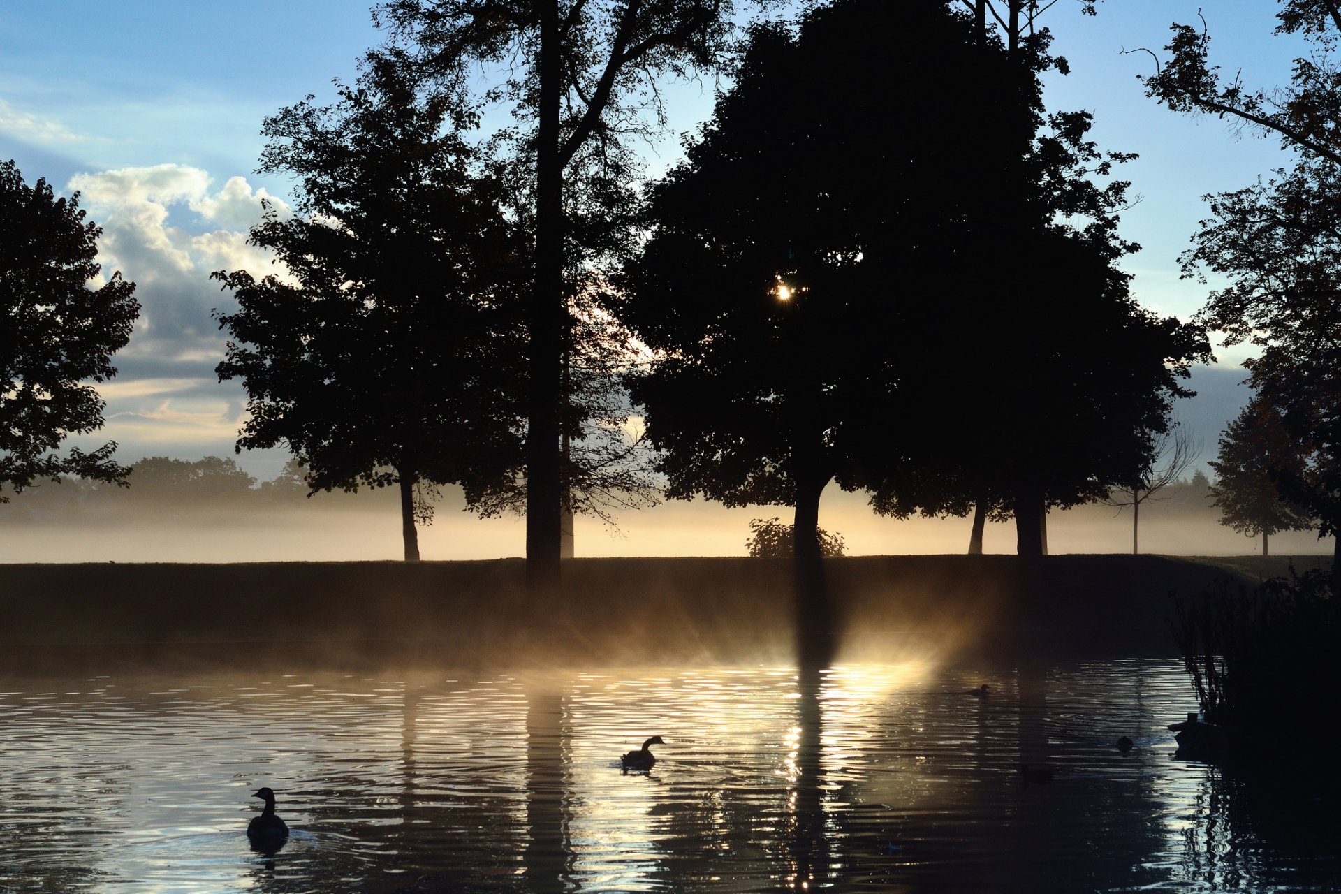 alberi nebbia lago alba