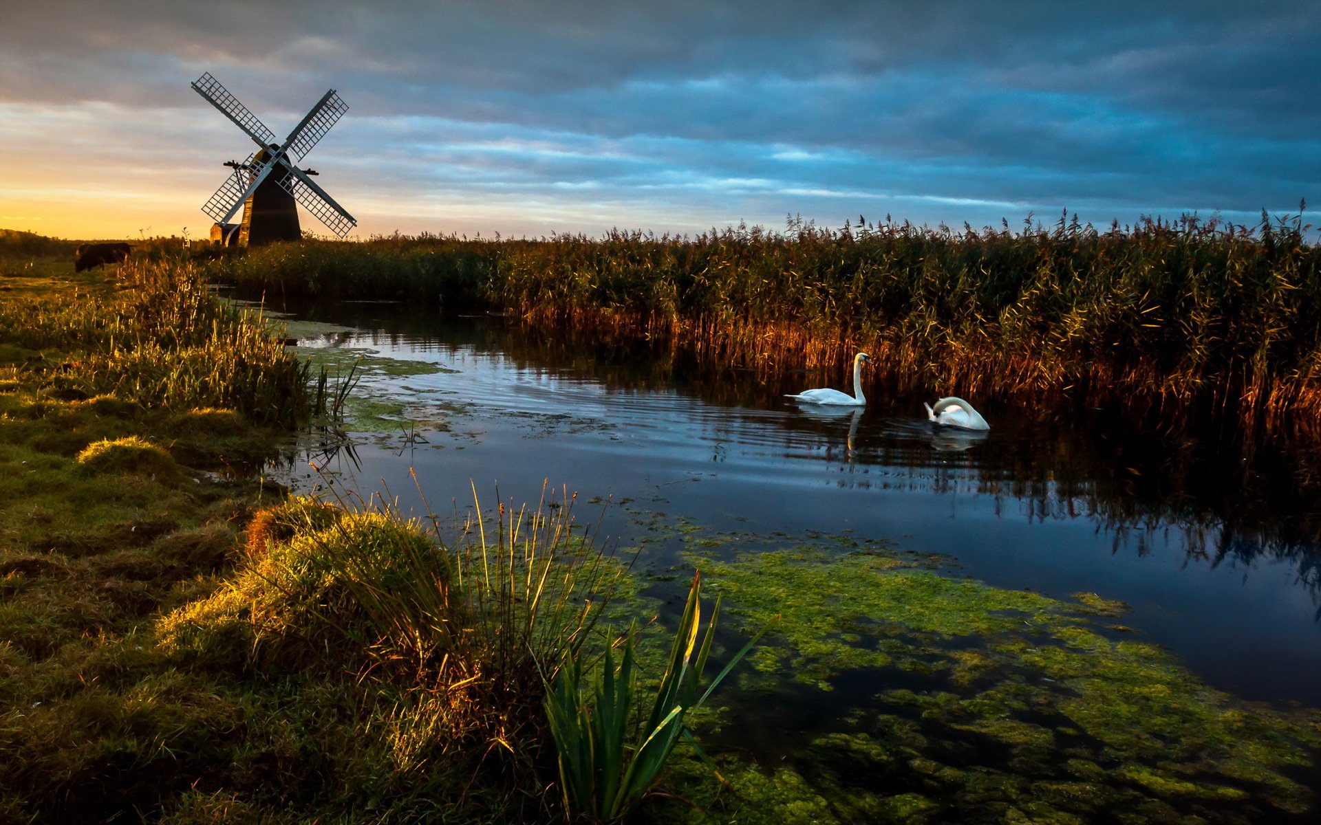 herringfleet świt pompa wiatrowa młyn łabędzie krajobraz odbicia