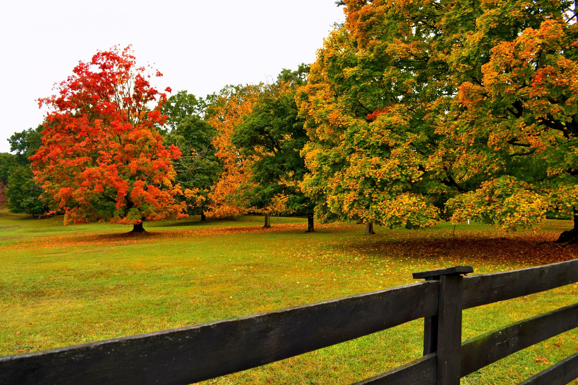 nature forest park trees leaves colorful road autumn fall colors walk