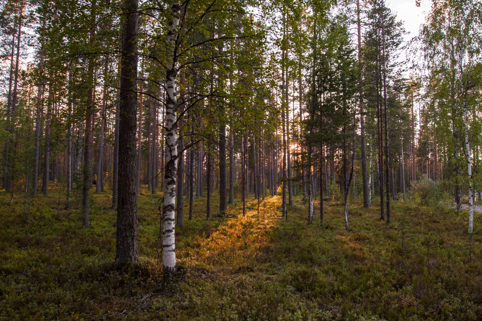 wald. bäume sonne sonnenuntergang