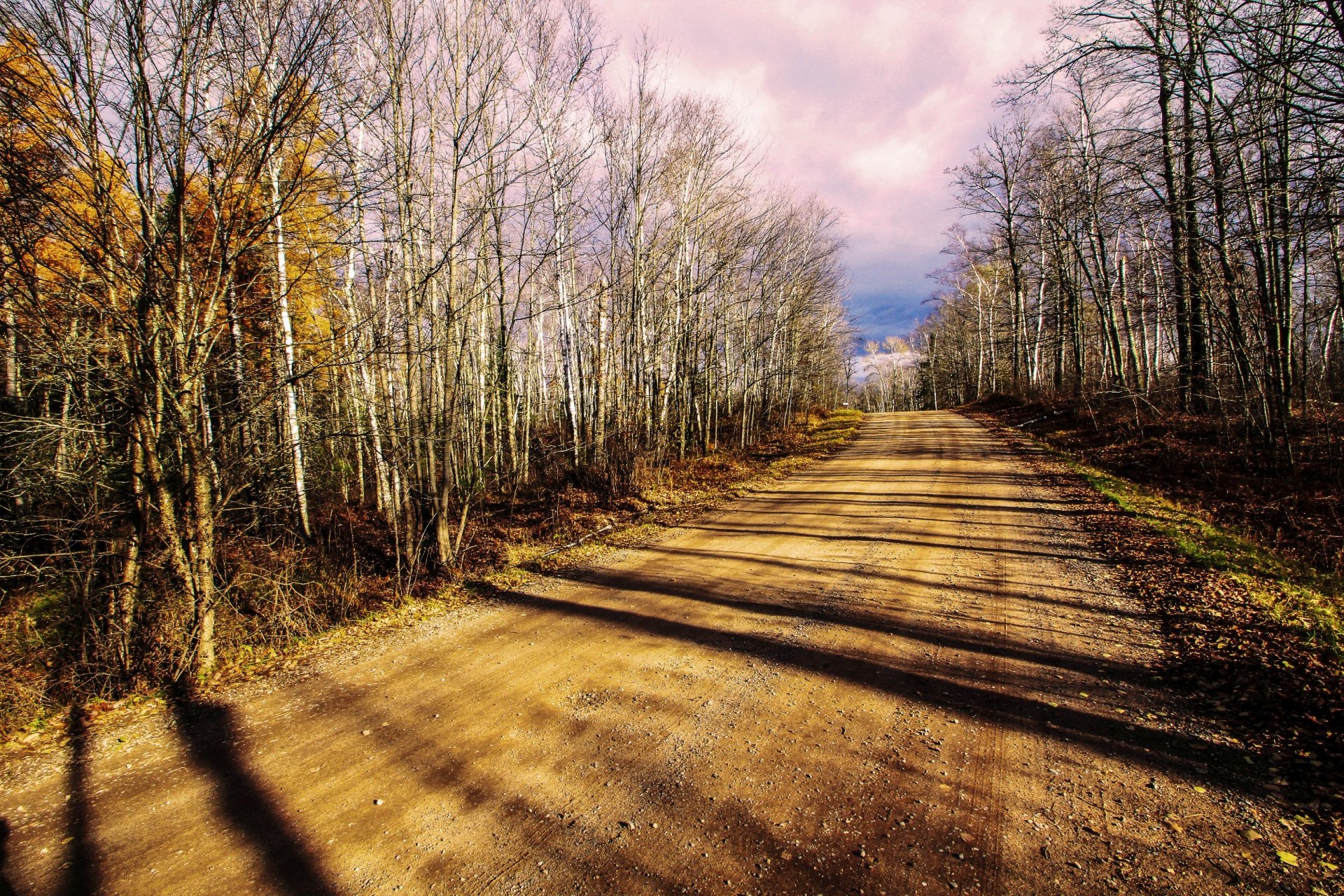 strada foresta autunno natura paesaggio