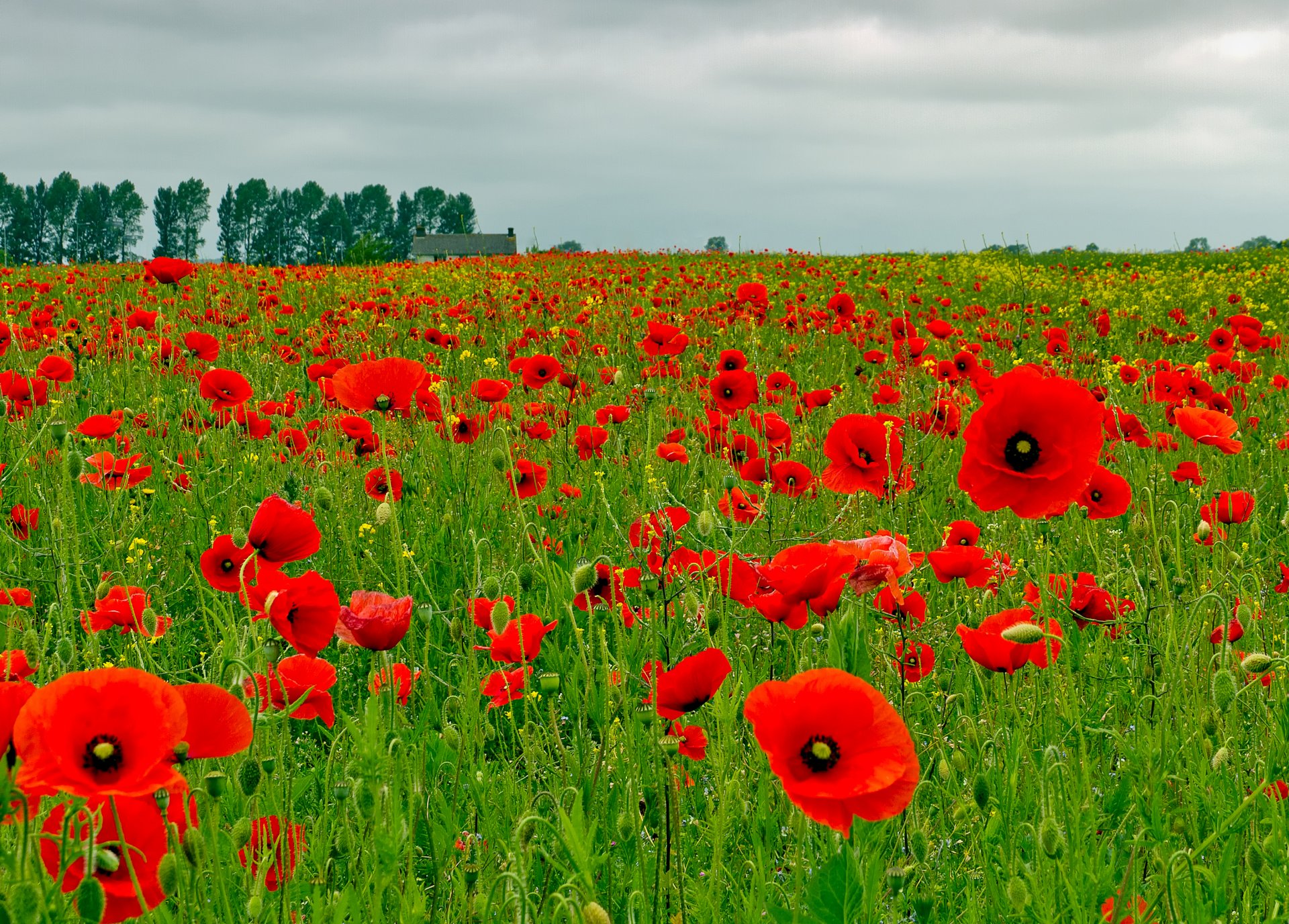 ky clouds tree house the field meadow flower poppie