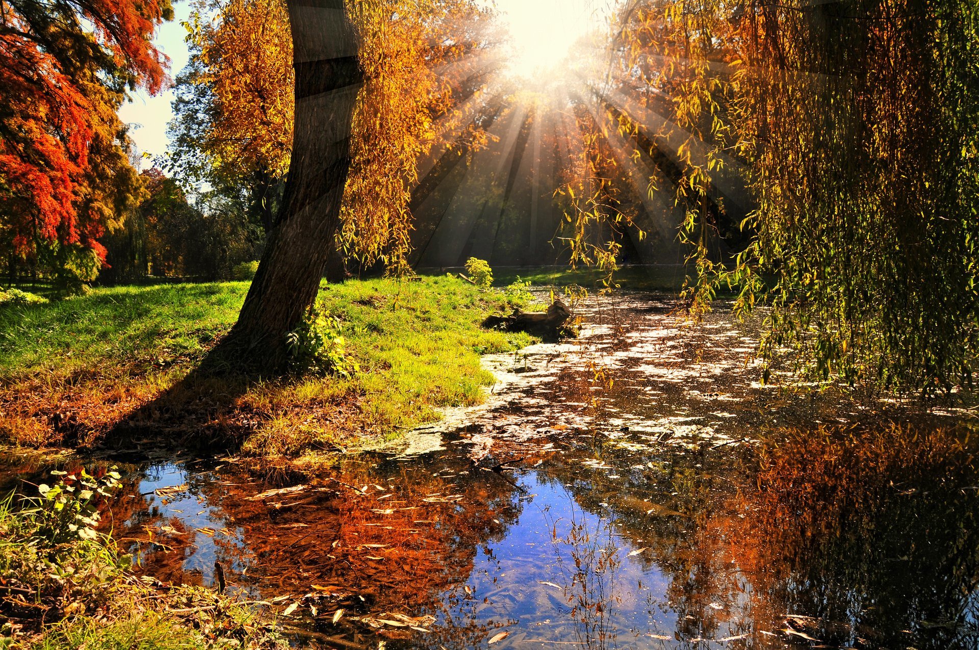 landschaft natur sonne strahlen bäume blätter herbst