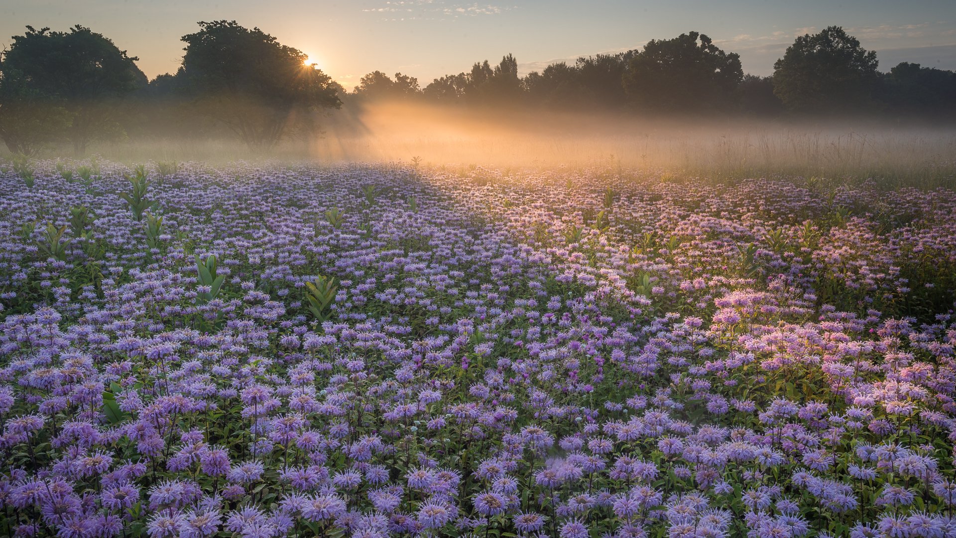 morning the field flower nature landscape