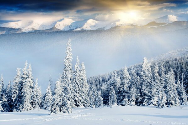 Die Sonnenstrahlen drangen durch die Spitzen der Weihnachtsbäume