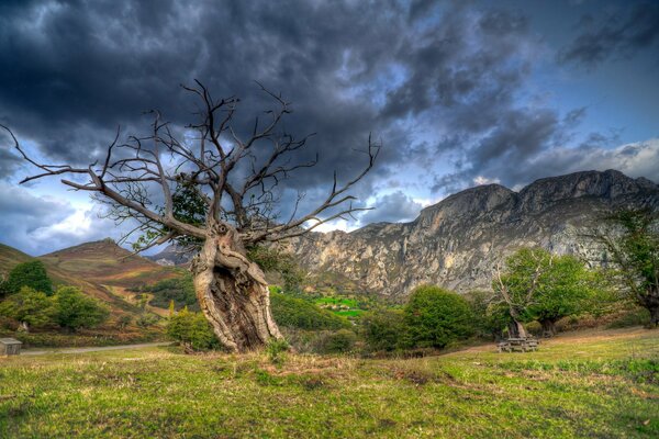 Ein alter trockener Baum, umgeben von Bergen