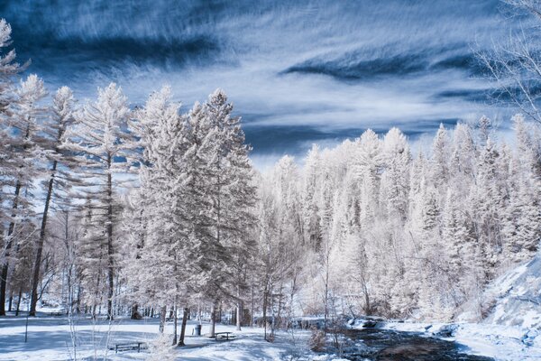 Rivière dans la forêt enneigée