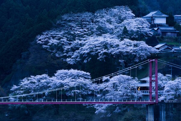 Pont sur le flanc des montagnes sur fond de fleurs de cerisier