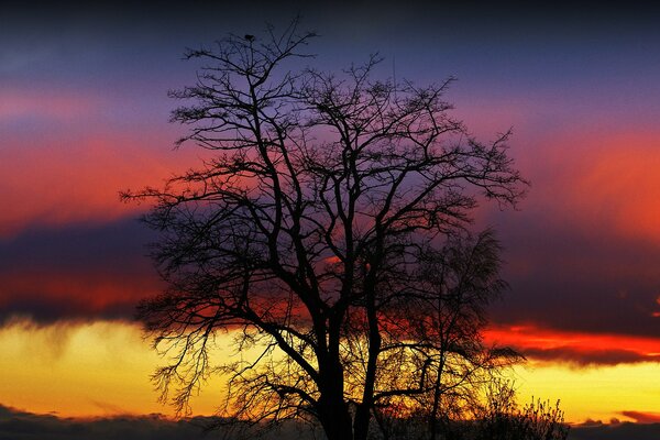 A tree on the background of a yellow - purple sunset