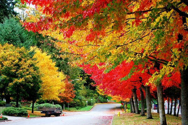 A road among bright autumn trees