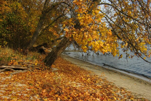 Leaves in autumn in Poland