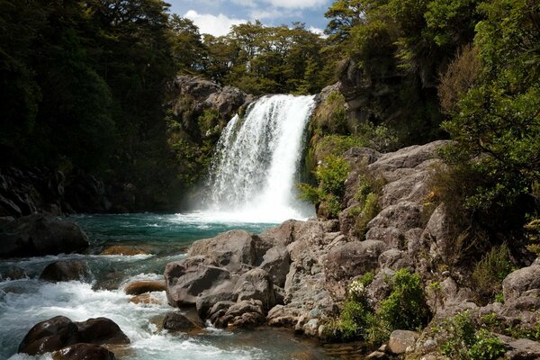 Wasserfall, ein Wald in Neuseeland