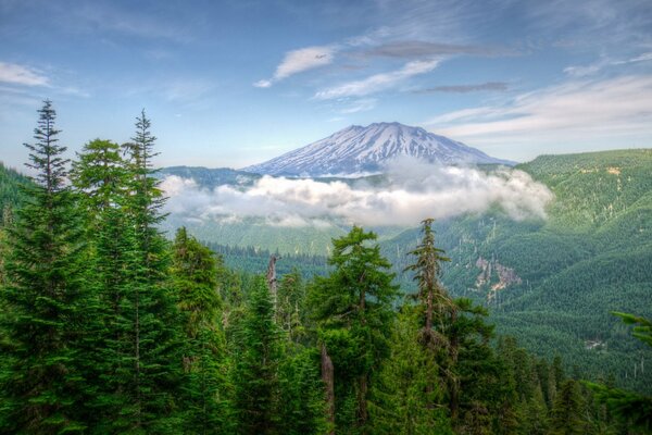 Forests at the foot of the mountains in Washington (USA)