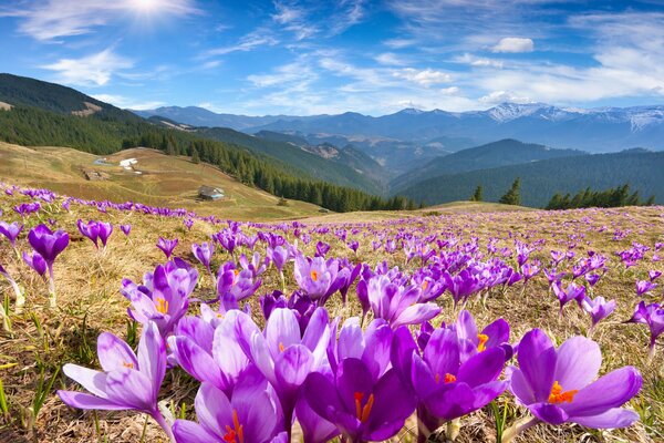 Beautiful crocuses in the mountains in spring