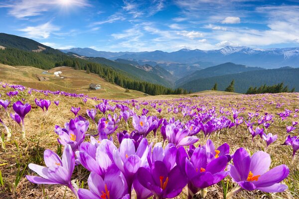 Beaux Crocus dans les montagnes au printemps