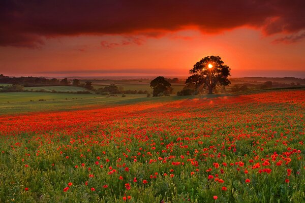 Campo con papaveri bellissimo tramonto