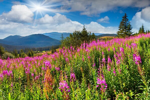 Summer meadow with flowers of ivan-tea